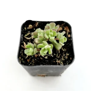 Sedum Versadense Korean Succulent Plant – 2 Inch Live Succulent – Indoor/Outdoor Decor - Image 5