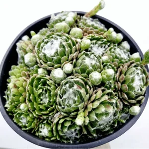 Sempervivum 'Hurricane' Succulent Live Plant 2 Inch Pot Indoor Outdoor - Image 2