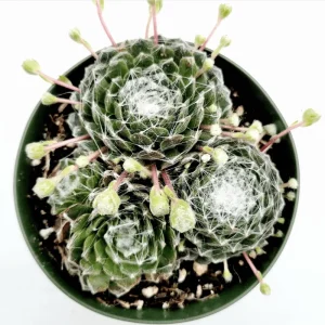 Sempervivum 'Hurricane' Succulent Live Plant 2 Inch Pot Indoor Outdoor - Image 3