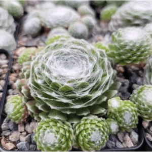 Sempervivum 'Hurricane' Succulent Live Plant 2 Inch Pot Indoor Outdoor - Image 4