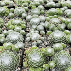 Sempervivum 'Hurricane' Succulent Live Plant 2 Inch Pot Indoor Outdoor - Image 5