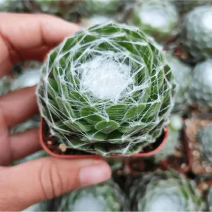 Sempervivum 'Hurricane' Succulent Live Plant 2 Inch Pot Indoor Outdoor - Image 1