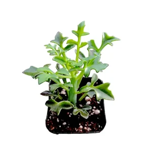 Senecio Articulatus Candle Succulent Live Plant – 2 Inch Pot – Indoor/Outdoor - Image 2