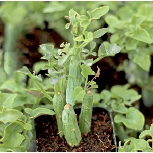 Senecio Articulatus Candle Succulent Live Plant – 2 Inch Pot – Indoor/Outdoor - Image 3