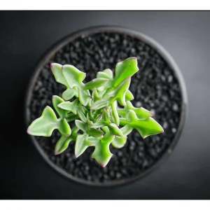 Senecio Articulatus Candle Succulent Live Plant – 2 Inch Pot – Indoor/Outdoor - Image 4