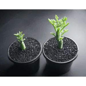 Senecio Articulatus Candle Succulent Live Plant – 2 Inch Pot – Indoor/Outdoor - Image 6