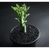 Senecio Articulatus Candle Succulent Live Plant – 2 Inch Pot – Indoor/Outdoor - Image 1
