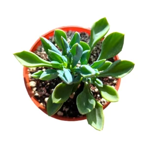 Senecio Kleiniiformis Spear Head Succulent Live Plant 2 Inch Pot Indoor Outdoor - Image 2