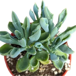 Senecio Kleiniiformis Spear Head Succulent Live Plant 2 Inch Pot Indoor Outdoor - Image 3