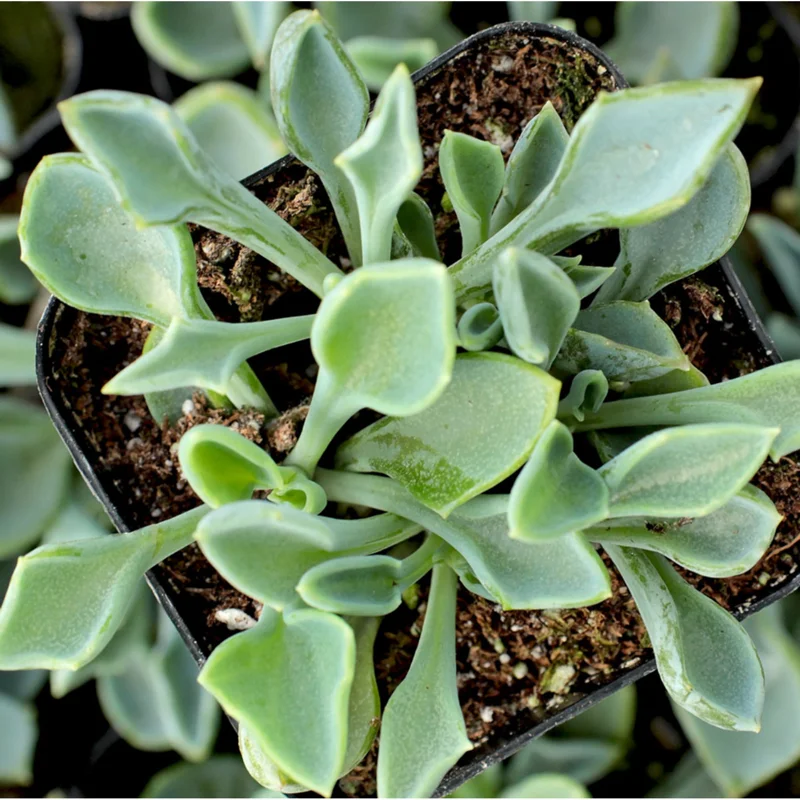 Senecio Kleiniiformis Spear Head Succulent Live Plant 2 Inch Pot Indoor Outdoor - Image 4