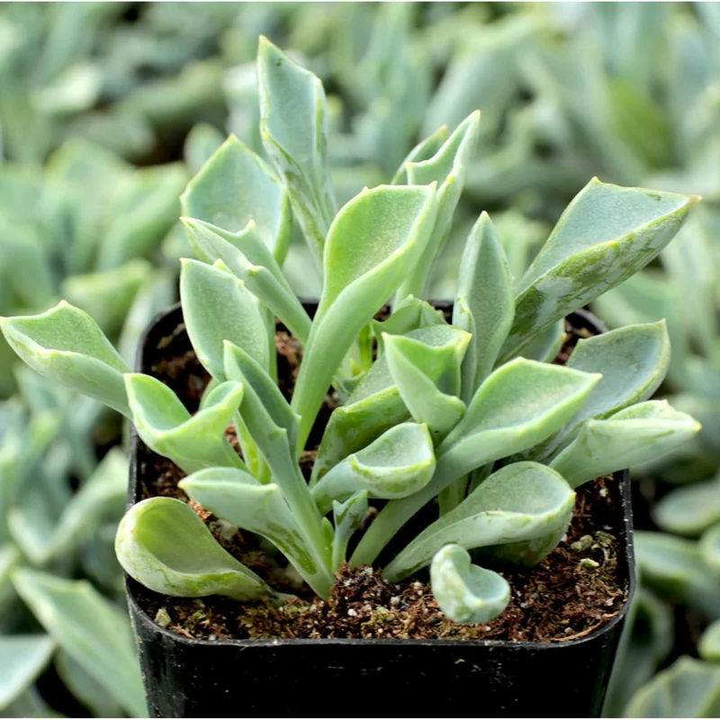 Senecio Kleiniiformis Spear Head Succulent Live Plant 2 Inch Pot Indoor Outdoor - Image 5
