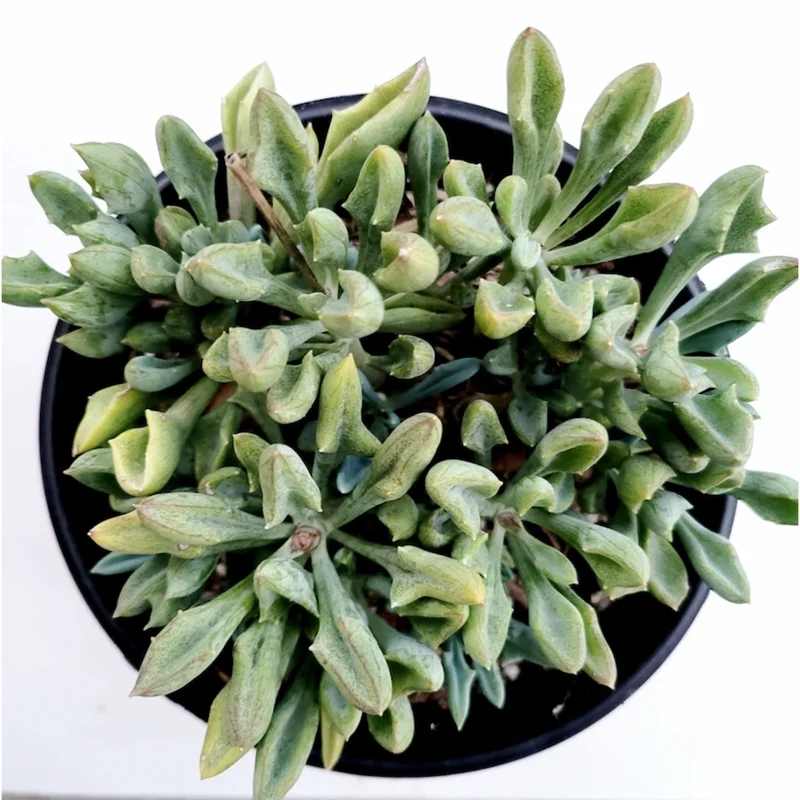 Senecio Kleiniiformis Spear Head Succulent Live Plant 2 Inch Pot Indoor Outdoor - Image 6