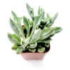 Senecio Kleiniiformis Spear Head Succulent Live Plant 2 Inch Pot Indoor Outdoor - Image 1