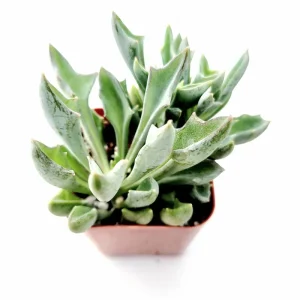 Senecio Kleiniiformis Spear Head Succulent Live Plant 2 Inch Pot Indoor Outdoor - Image 1