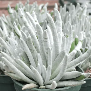 Senecio Scaposus Succulent Live Plant 4