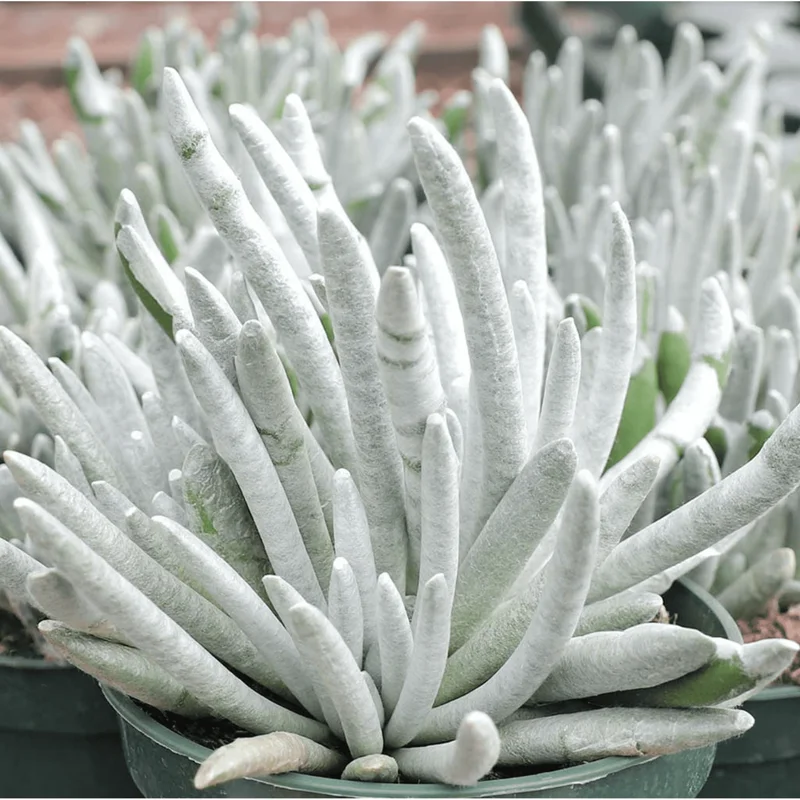 Senecio Scaposus Succulent Live Plant 4" Bare Root for Home Decor - Image 2