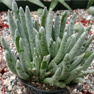 Senecio Scaposus Succulent Live Plant 4