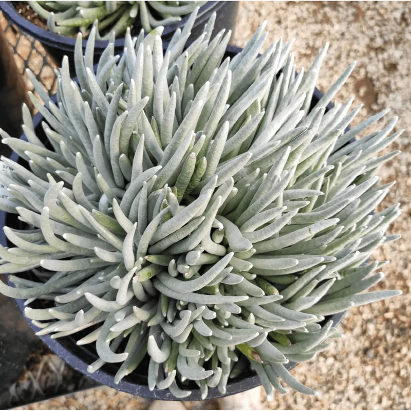 Senecio Scaposus Succulent Live Plant 4" Bare Root for Home Decor - Image 4
