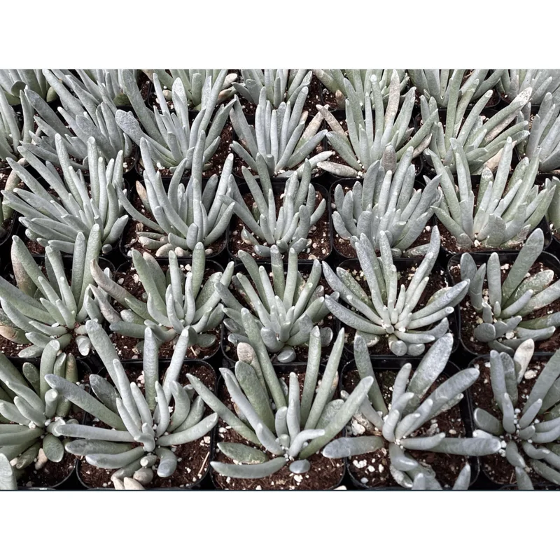 Senecio Scaposus Succulent Live Plant 4" Bare Root for Home Decor - Image 5
