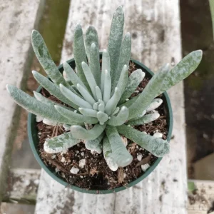 Senecio Scaposus Succulent Live Plant 4