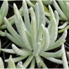 Senecio Scaposus Succulent Live Plant 4" Bare Root for Home Decor - Image 1