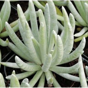Senecio Scaposus Succulent Live Plant 4