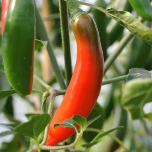 Serrano Pepper Live Plants - Set of 2 Hot Chili Vegetable Plants, 4-6 Inch Tall - Image 2