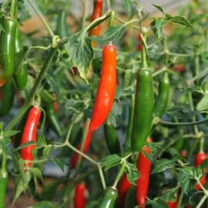 Serrano Pepper Live Plants - Set of 2 Hot Chili Vegetable Plants, 4-6 Inch Tall - Image 3