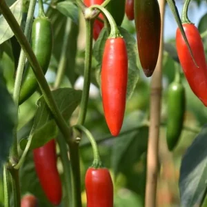 Serrano Pepper Live Plants - Set of 2 Hot Chili Vegetable Plants, 4-6 Inch Tall - Image 4