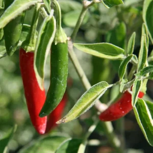 Serrano Pepper Live Plants - Set of 2 Hot Chili Vegetable Plants, 4-6 Inch Tall - Image 5