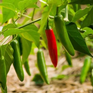 Serrano Pepper Live Plants - Set of 2 Hot Chili Vegetable Plants, 4-6 Inch Tall - Image 6