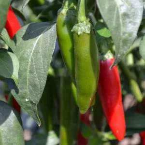 Serrano Pepper Live Plants - Set of 2 Hot Chili Vegetable Plants, 4-6 Inch Tall - Image 8