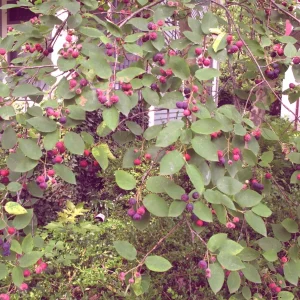 Serviceberry 'Amelanchier arborea' Live Plant – 16-24 Inches Tall – Outdoor Shrub - Image 2