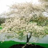 Serviceberry 'Amelanchier arborea' Live Plant - 16-24 Inches, Bare Root, Outdoor Shrub - Image 1
