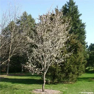 Serviceberry 'Amelanchier arborea' Live Plant – 16 to 24 Inches Tall, 2-3 Years Old, Bare Root, Outdoor Shrub - Image 3
