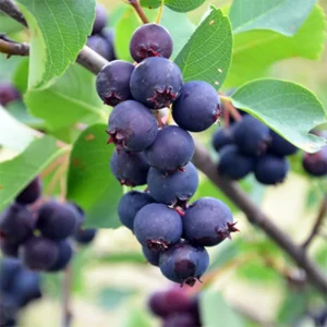 Serviceberry Plant Live – Edible Berry Shrub – 6-12 Inch Tall – Outdoor - Image 10