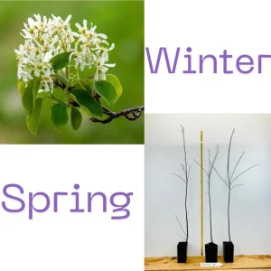 Serviceberry Plant Live – Edible Berry Shrub – 6-12 Inch Tall – Outdoor - Image 3