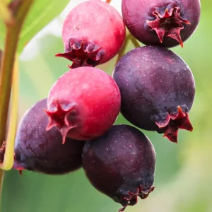 Serviceberry Plant Live – Edible Berry Shrub – 6-12 Inch Tall – Outdoor - Image 4