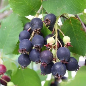 Serviceberry Plant Live – Edible Berry Shrub – 6-12 Inch Tall – Outdoor - Image 5