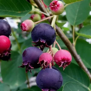 Serviceberry Plant Live – Edible Berry Shrub – 6-12 Inch Tall – Outdoor - Image 6