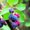 Serviceberry Plant Live – Edible Berry Shrub – 6-12 Inch Tall – Outdoor - Image 1