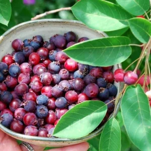 Serviceberry Plant Live – Edible Berry Shrub – 6-12 Inch Tall – Outdoor - Image 7