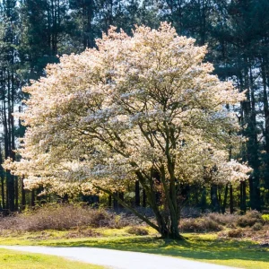 Serviceberry Plant Live – Edible Berry Shrub – 6-12 Inch Tall – Outdoor - Image 8