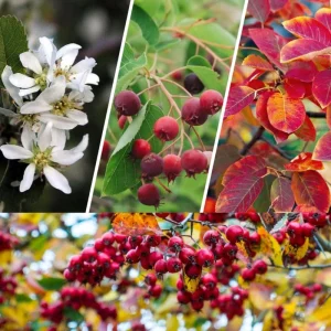 Serviceberry Plant Live – Edible Berry Shrub – 6-12 Inch Tall – Outdoor - Image 9
