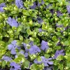 Set 12 Variegated Vinca Minor Live Plants – Creeping Periwinkle Ground Cover – 4-6 Inch Tall – Outdoor - Image 1