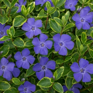 Set 12 Variegated Vinca Minor Live Plants – Creeping Periwinkle Ground Cover – 4-6 Inch Tall – Outdoor - Image 3