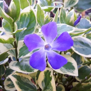 Set 12 Variegated Vinca Minor Live Plants – Creeping Periwinkle Ground Cover – 4-6 Inch Tall – Outdoor - Image 5