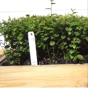 Set 2 Biloxi Blueberry Live Starter Plants for Planting, Edible Fruit Bearing Tree for The Patio and Garden, 4-8 Inch Tall, No Ship Pot - Image 2