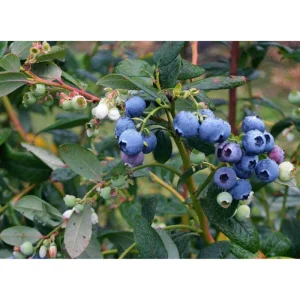 Set 2 Biloxi Blueberry Live Starter Plants for Planting, Edible Fruit Bearing Tree for The Patio and Garden, 4-8 Inch Tall, No Ship Pot - Image 6