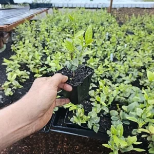 Set 2 Confederate Star Jasmine Live Plants, 4-6 Inch, Fragrant Flowering Vine, Indoor/Outdoor - Image 2